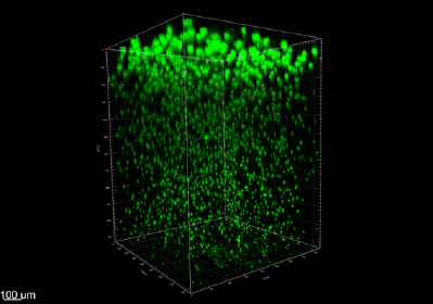 P. aeruginosa biofilm aggregates grown in an agar block biofilm assay.
