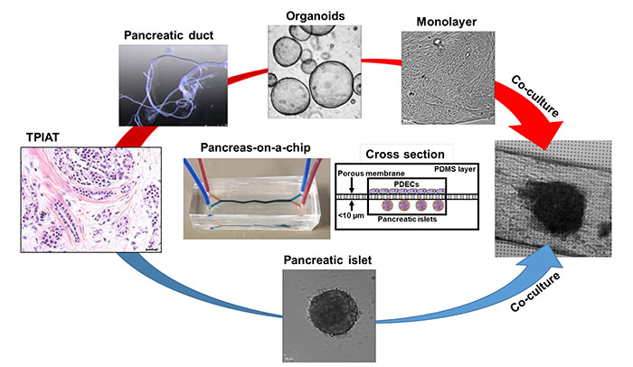 Organ-on-a-chip